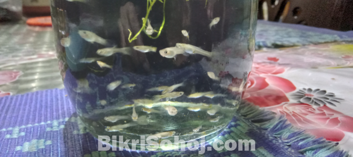 Aquarium fish,  Guppy fry, mix breed